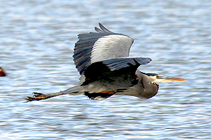 Great Blue Heron